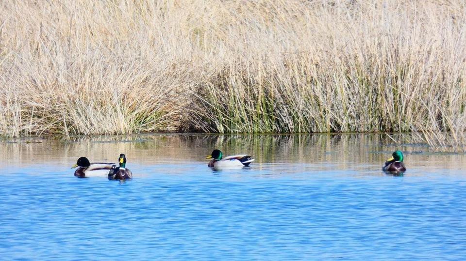 El Perfume Del Almendro ξενώνας Quintanilla del Agua Εξωτερικό φωτογραφία